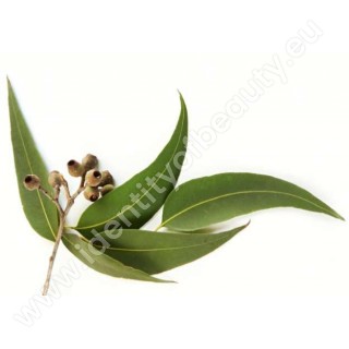 Aromaessenz für Trockensaunen - Eukalyptus